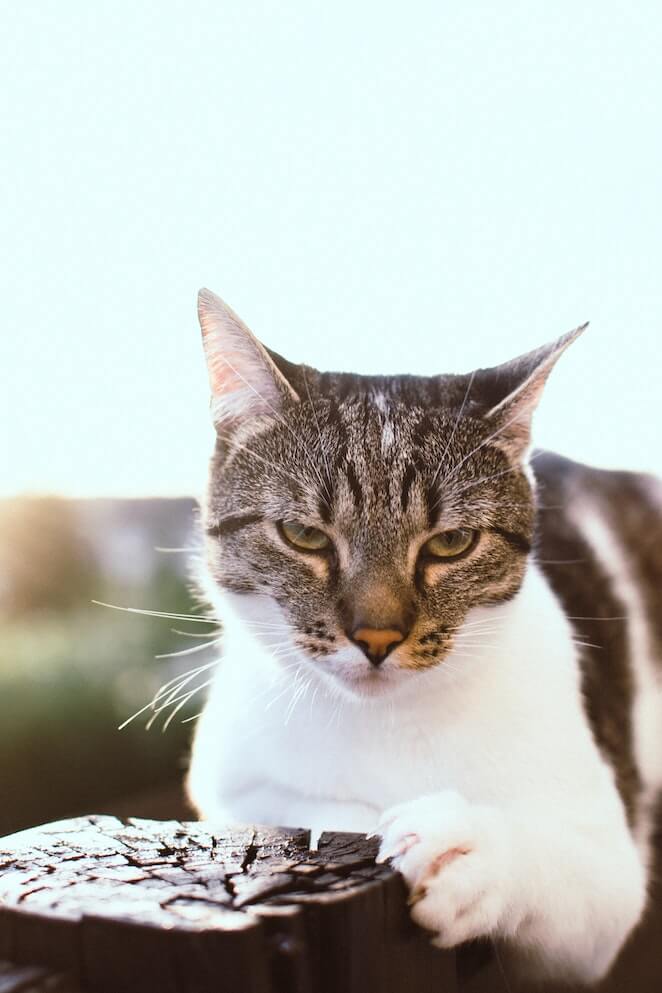 how to trim cat nails