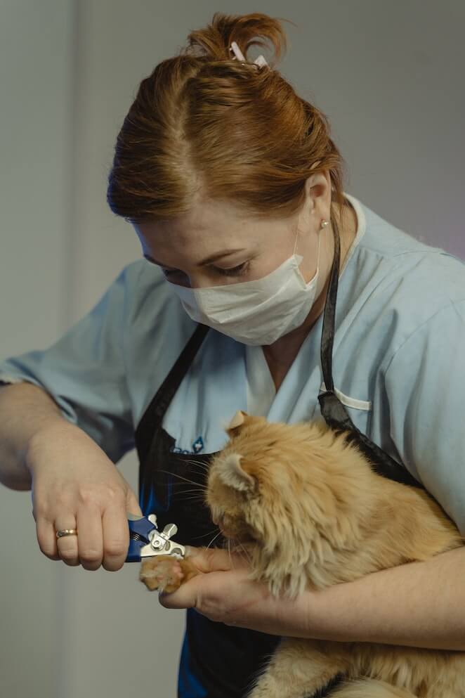 how to trim cat nails