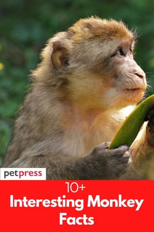 10+ Interesting Monkey Facts That Are Entertaining