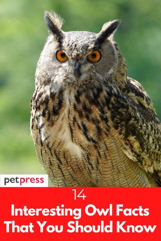 14 Interesting Owl Facts That You Should Know