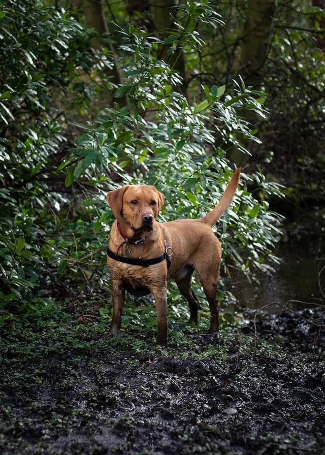 male-fox-red-lab-names