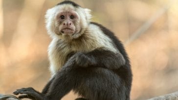 monkey-facts