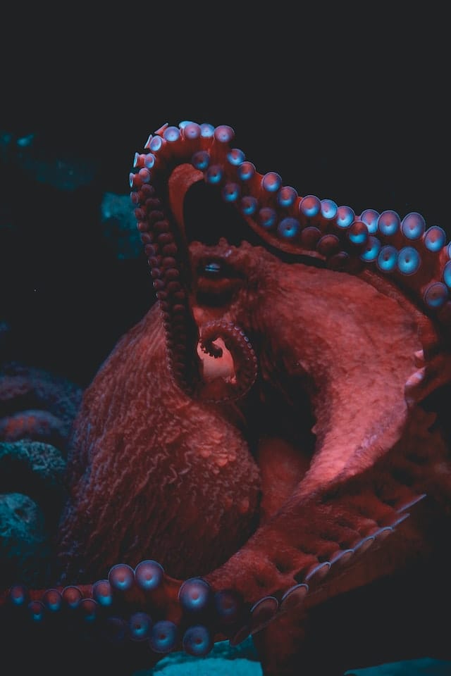 octopus