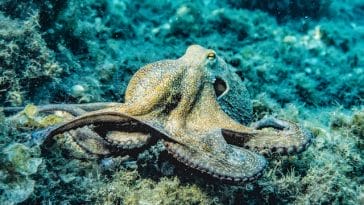 octopus