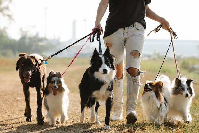 Dog Walker