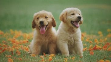 Golden Retriever Puppy