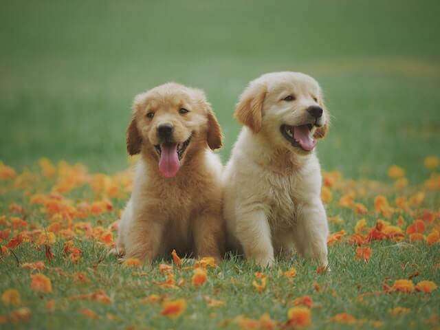 Golden Retriever Puppy