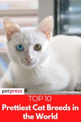 Top 10 Prettiest Cat Breeds in the World That Are Beautiful