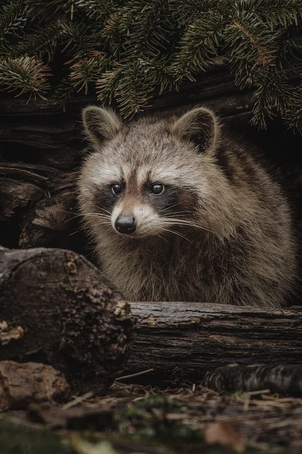 raccoon-facts