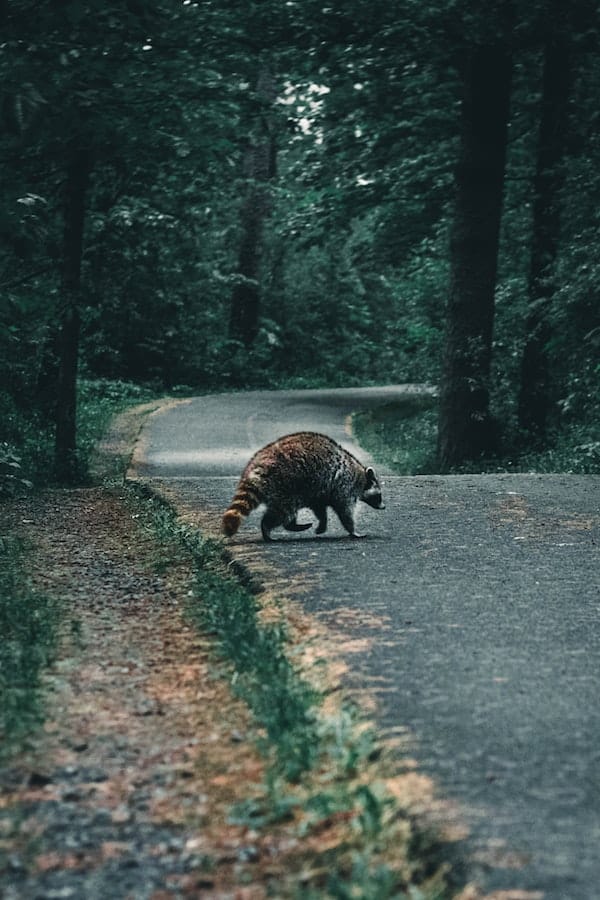 raccoon-facts