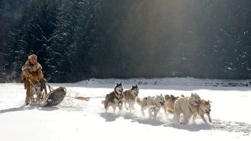 sled dog breeds