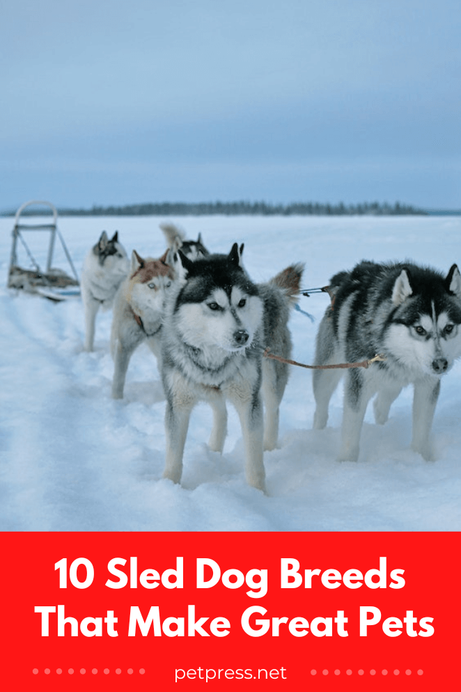 10 Sled Dog Breeds That Make Great Pets