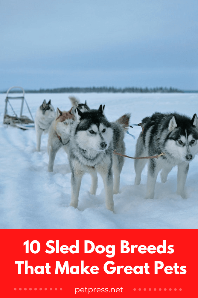 sled dog breeds