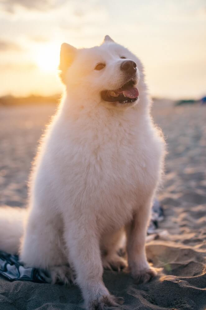 sled dog breeds