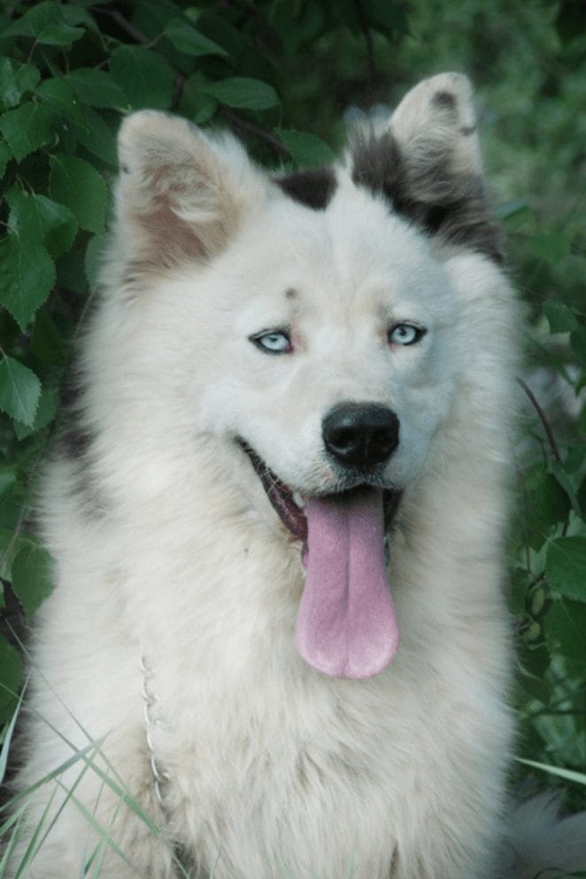 sled dog breeds