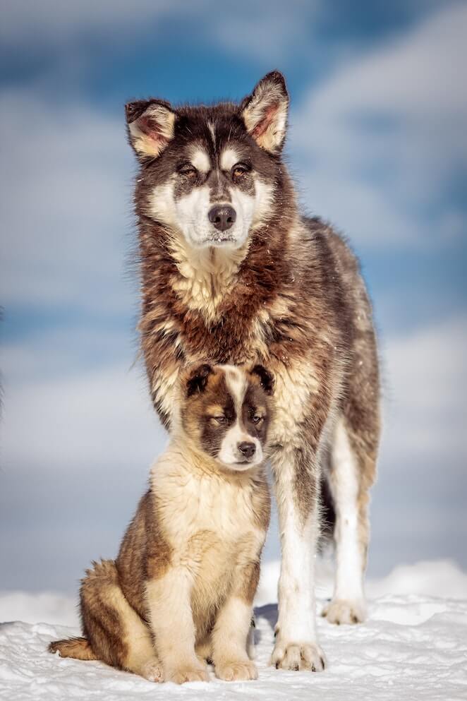 sled dog breeds