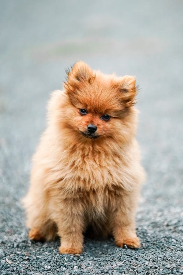 stop-dog-farts