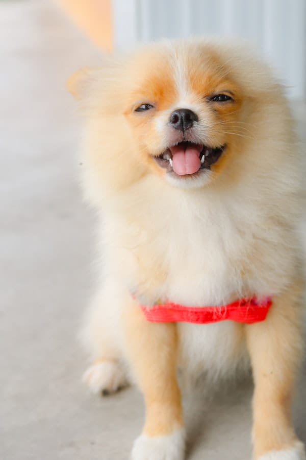 stop-dog-farts