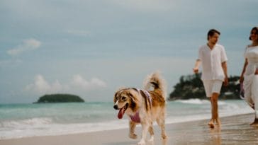 taking dog to beach