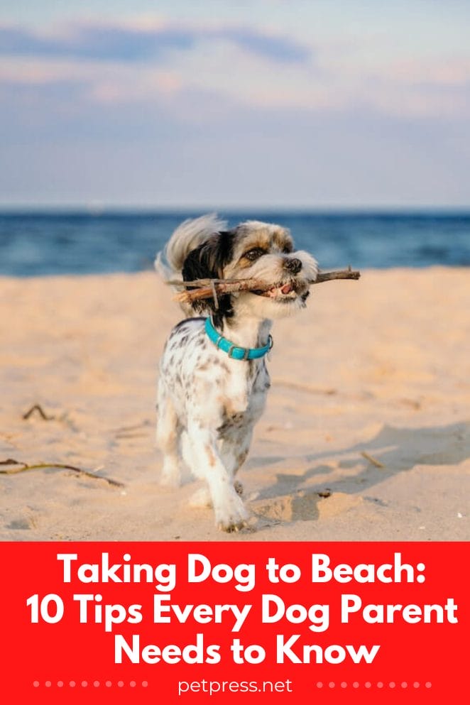 taking dog to beach