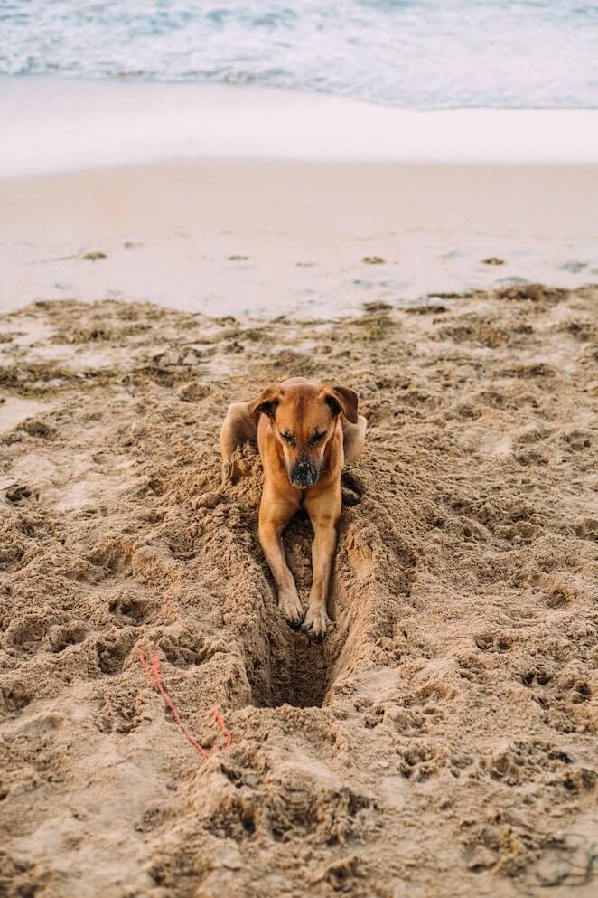 taking dog to beach