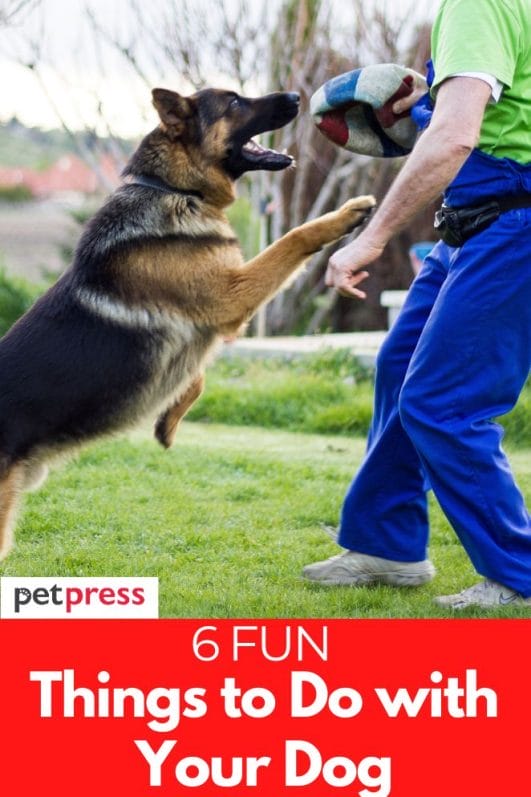 6-fun-things-to-do-with-your-dog-during-your-free-time