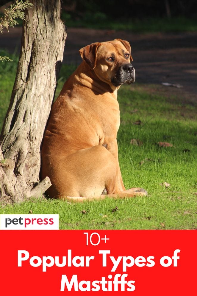 types of mastiffs