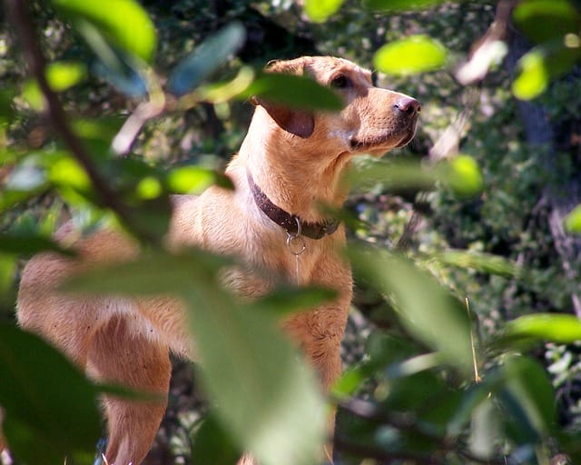 unique-fox-red-lab-names