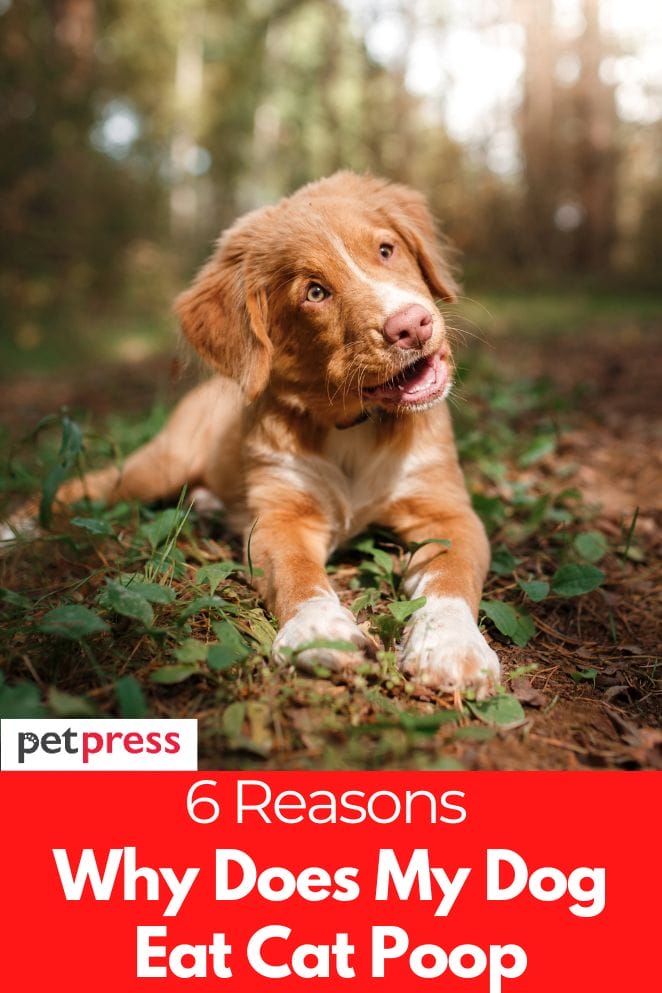 6 Reasons Why Does My Dog Eat Cat Poop And How to Stop It