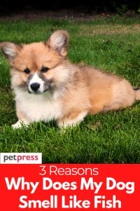 Why Does My Dog Smell Like Fish? 4 Common Reasons
