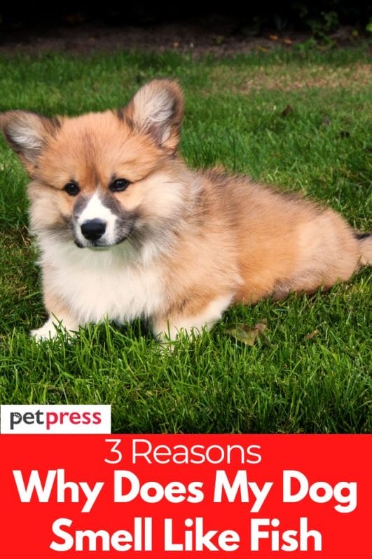 Why Does My Dog Smell Like Fish? 4 Common Reasons