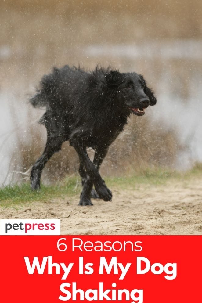 Why Is My Dog Shaking 6 Common Causes For Dog s Shivers why-is-my-dog-shaking-6-common-causes-for-dog-s-shivers