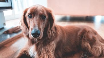 why is my dog's nose dry