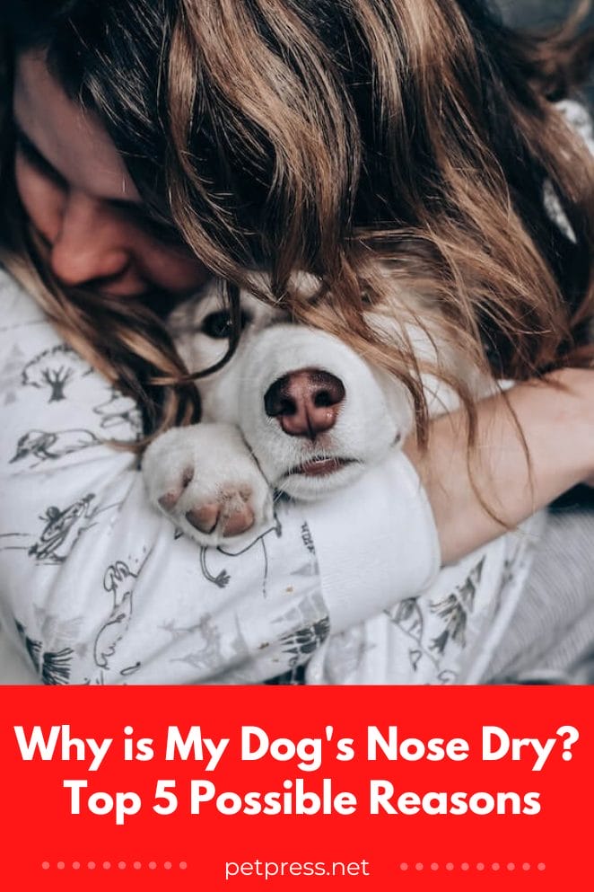 Why is My Dog's Nose Dry? Top 5 Possible Reasons