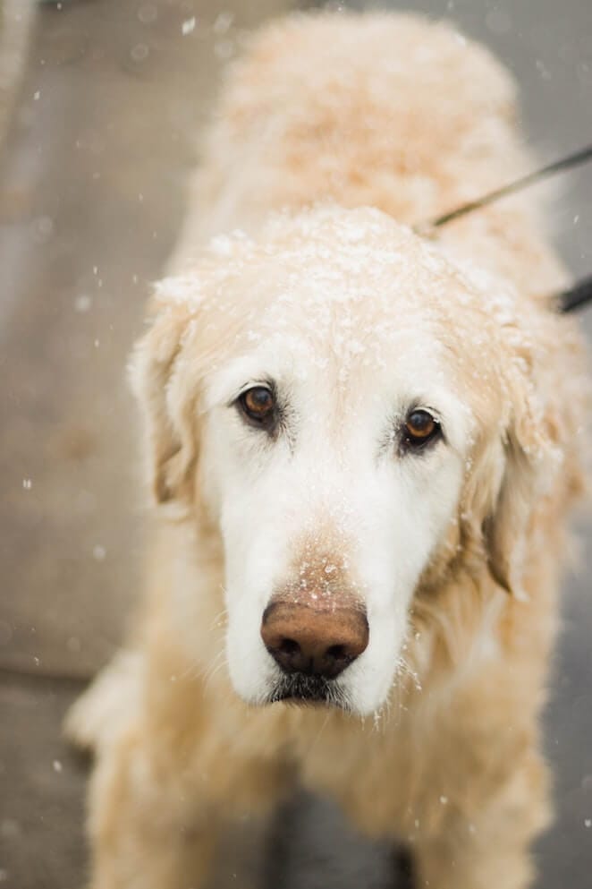 Why is My Dog's Nose Dry? Top 5 Possible Reasons