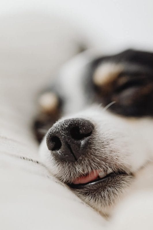 Why is My Dog's Nose Dry? Top 5 Possible Reasons