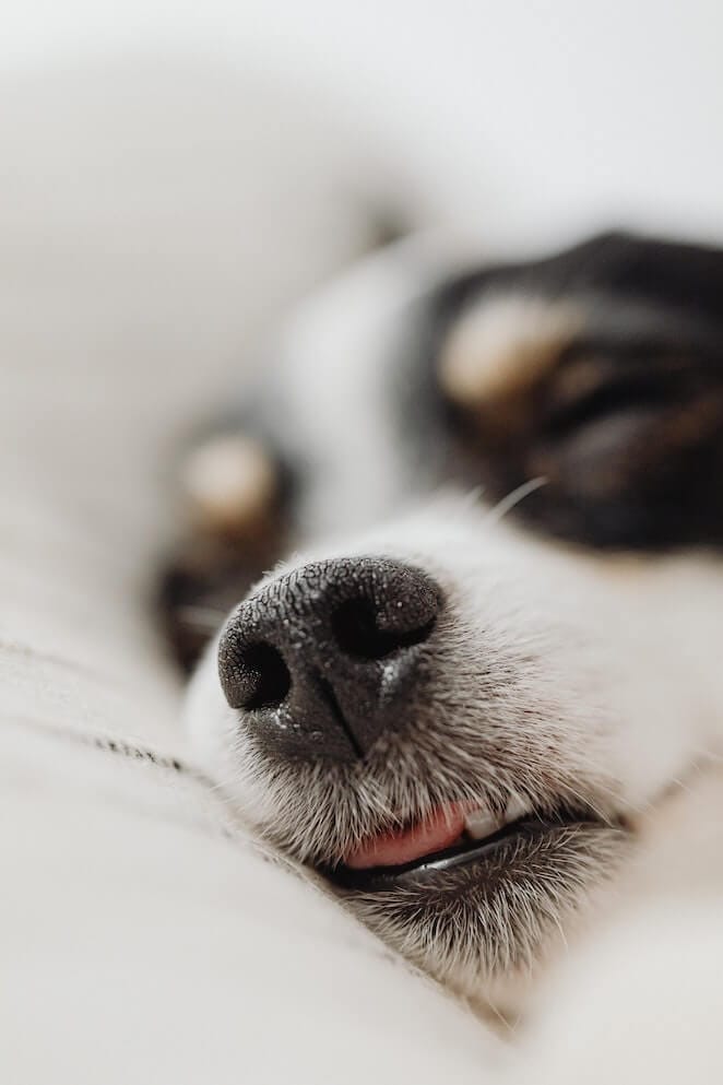 Why is My Dog's Nose Dry? Top 5 Possible Reasons