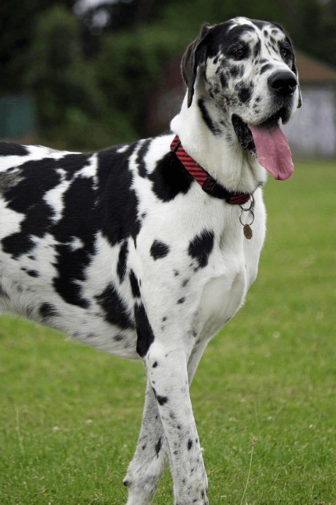 Top 100 Female Great Dane Names