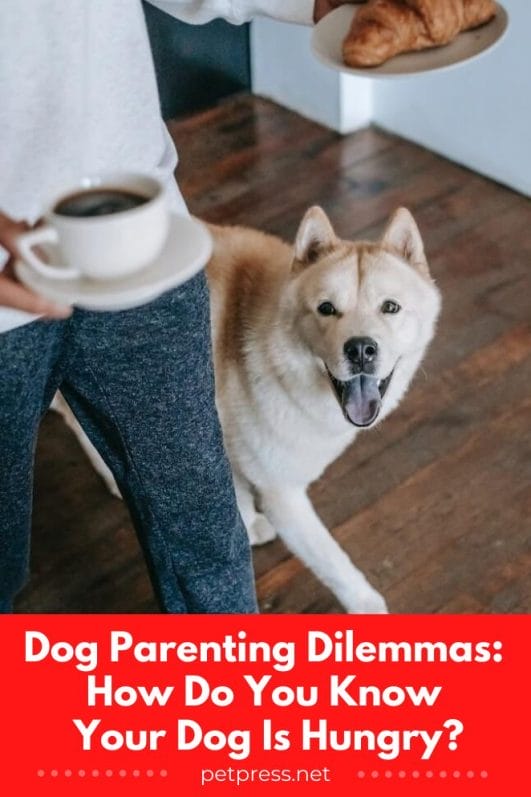 Dog Parenting Dilemmas: How Do You Know Your Dog Is Hungry?