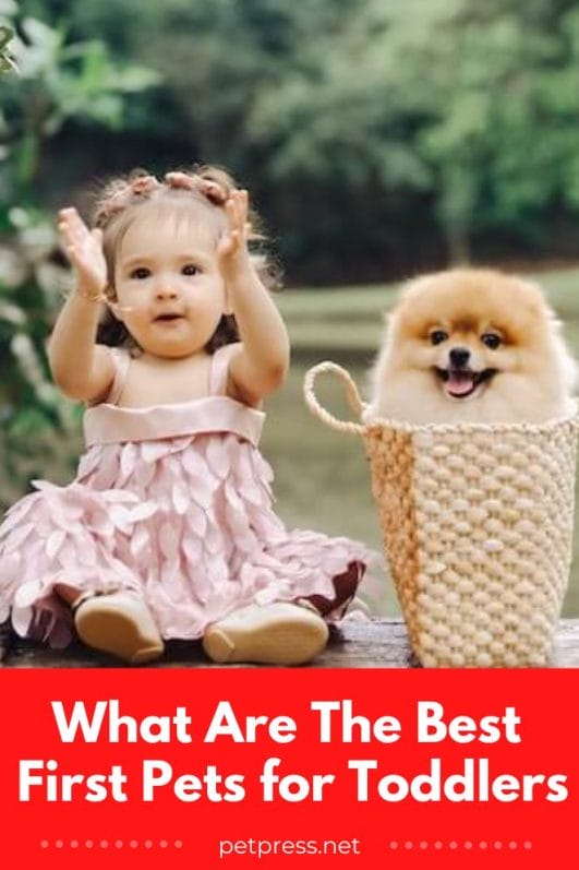 What Are The Best First Pets for Toddlers 10 KidFriendly Pets