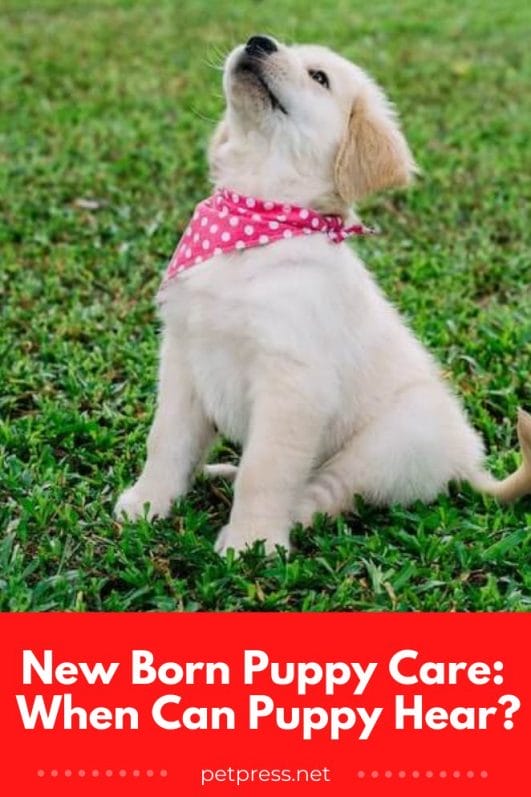 New Born Puppy Care When can Puppies Hear?