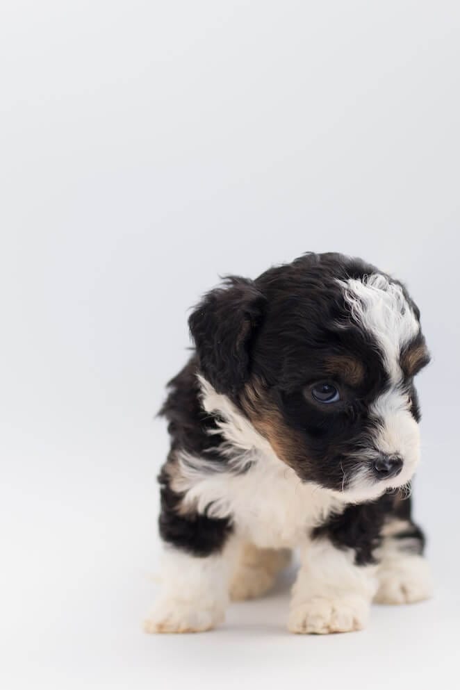 New Born Puppy Care When can Puppies Hear?