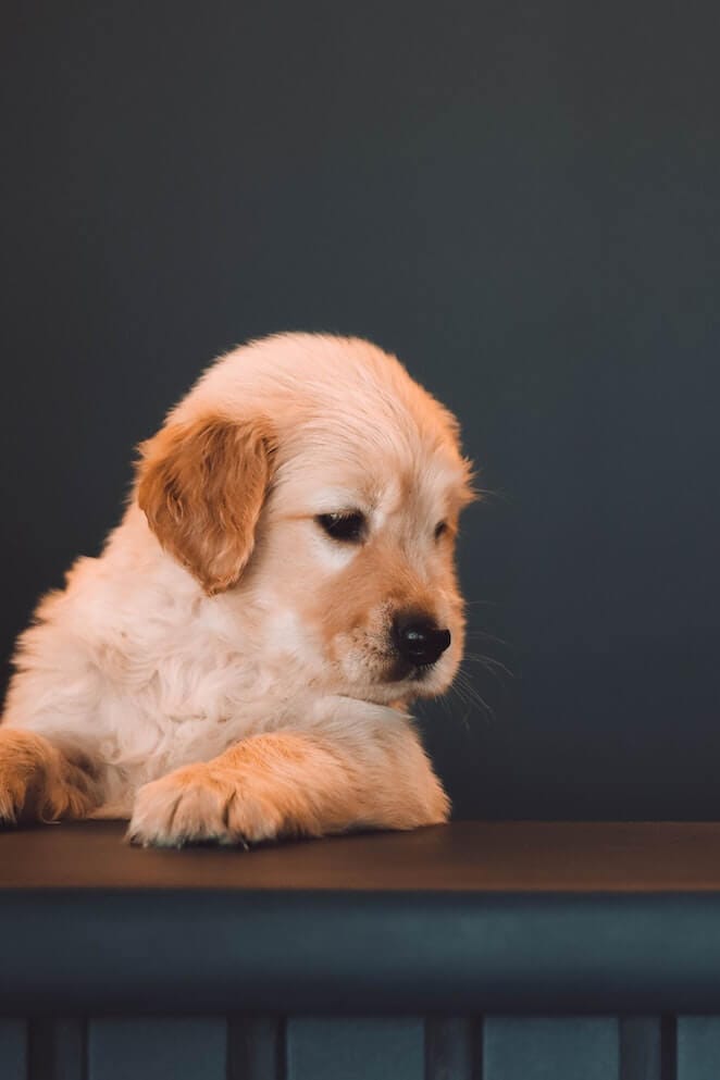 New Born Puppy Care When can Puppies Hear?