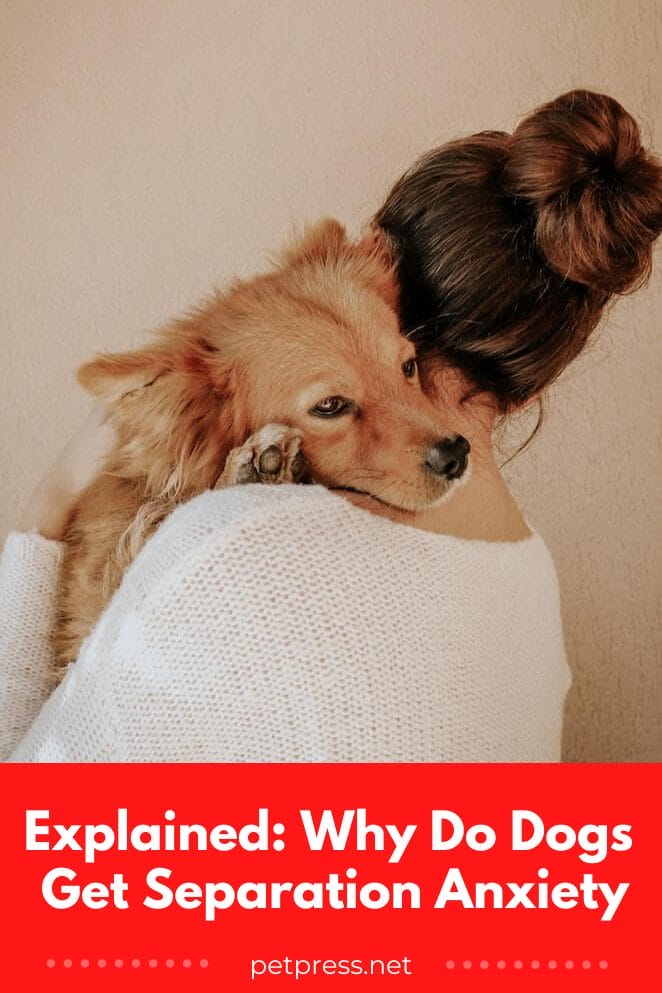 Explained Why Do Dogs Get Separation Anxiety