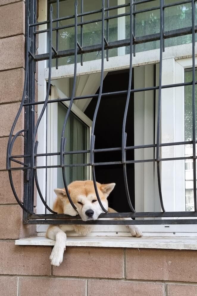 Explained Why Do Dogs Get Separation Anxiety