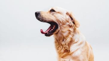 Why do dogs yawn?