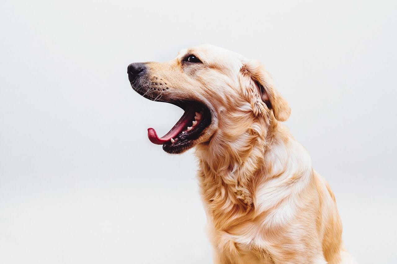 Why Do Dogs Yawn ?strip=all&lossy=1&ssl=1