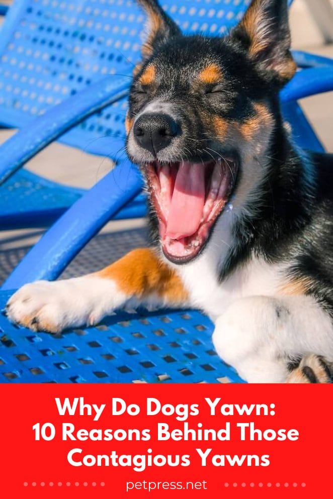 Why Do Dogs Yawn 10 Reasons Behind Those Contagious Yawns