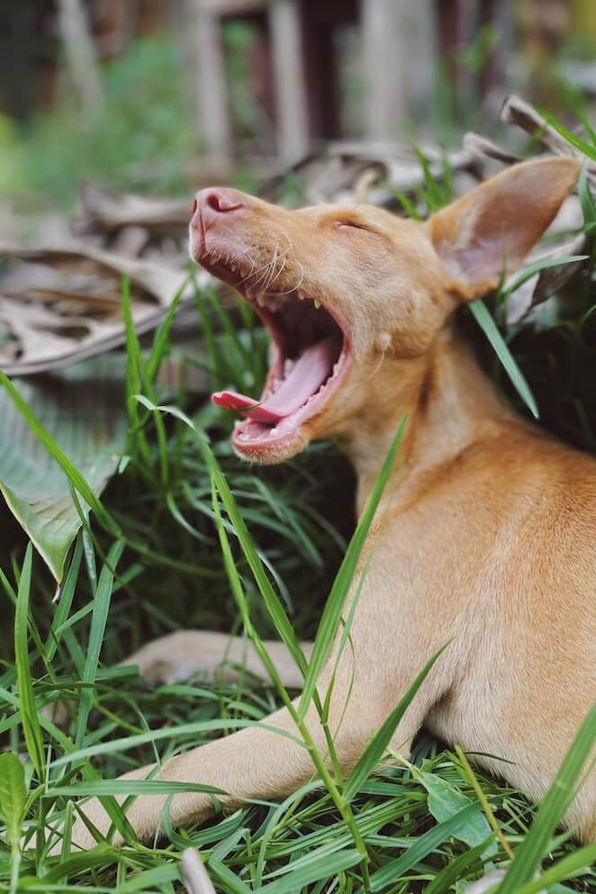 Why Do Dogs Yawn 10 Reasons Behind Those Contagious Yawns