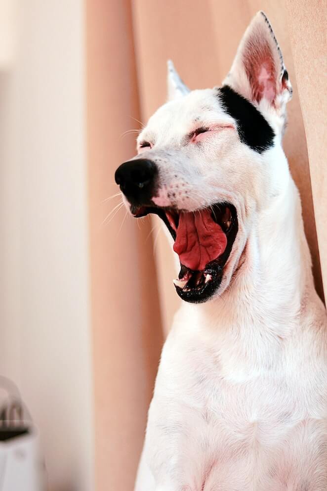 Why Do Dogs Yawn 10 Reasons Behind Those Contagious Yawns